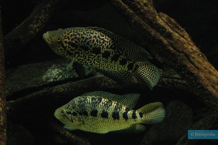 Parachromis managuensis - Cichlidé du managua