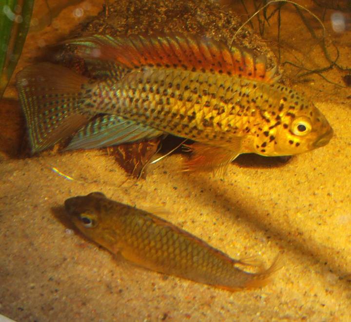 Apistogramma sp. 'rio Xingu'