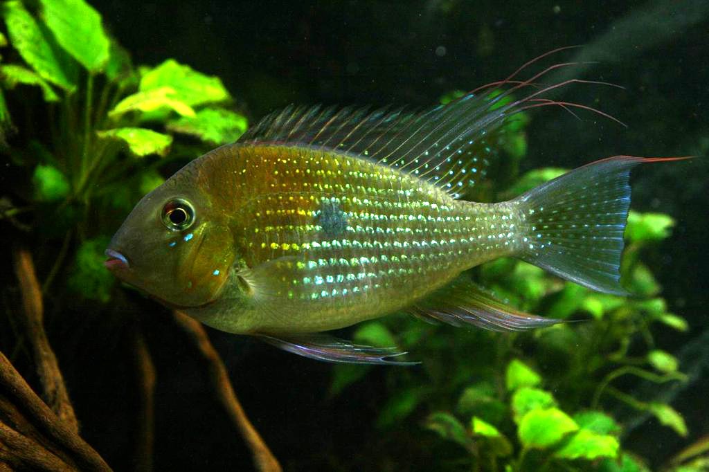 Acarichthys heckelii