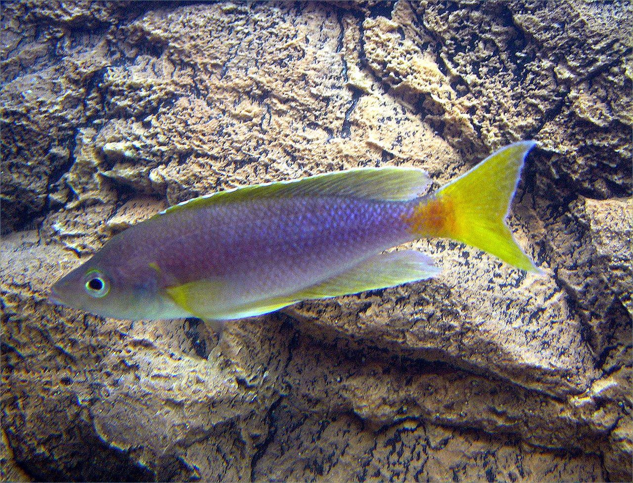 Cyprichromis coloratus