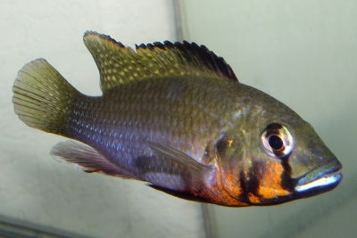 Haplochromis brauschi Cichlidae