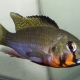 picture of Haplochromis brauschi