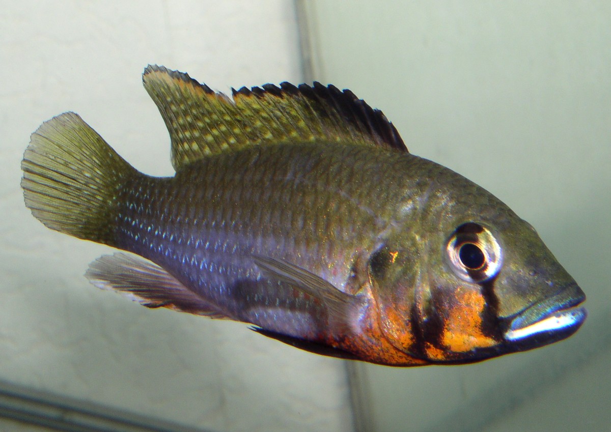 Haplochromis brauschi