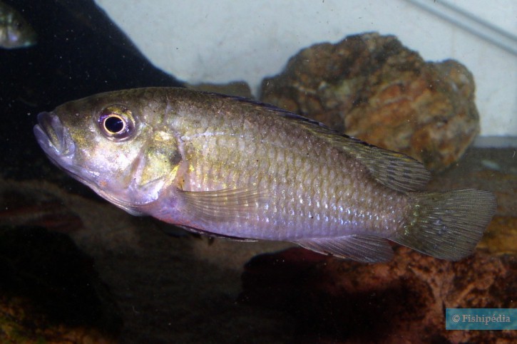 Haplochromis brauschi