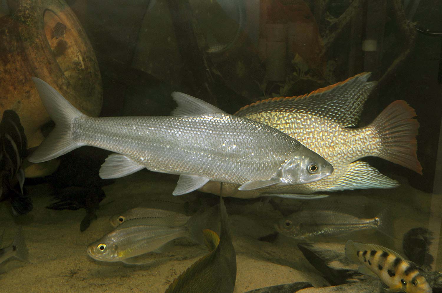Acapoeta tanganicae
