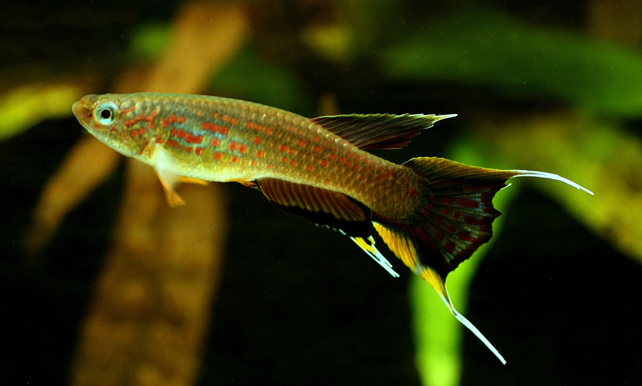 Aphyosemion australe