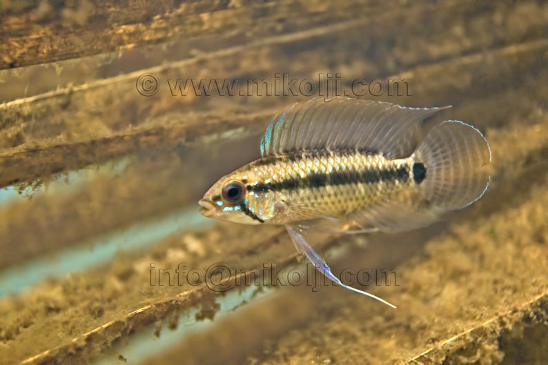 Apistogramma velifera