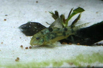 corydoras poivré Callichthyidae