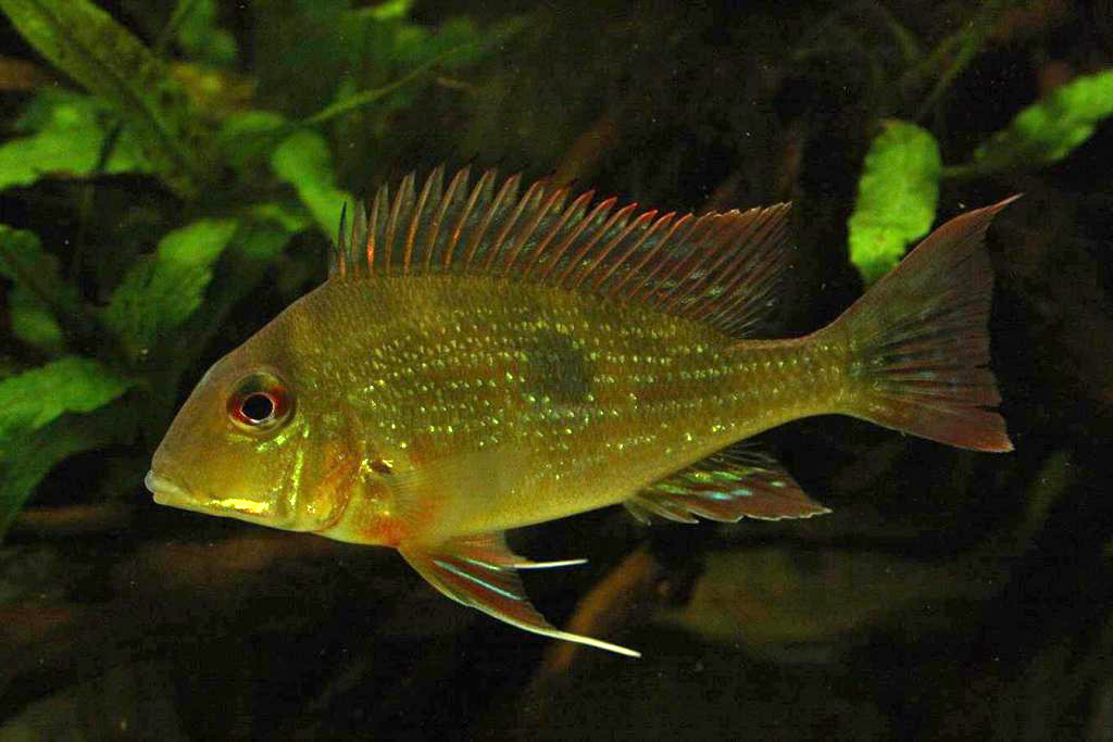 Geophagus dicrozoster