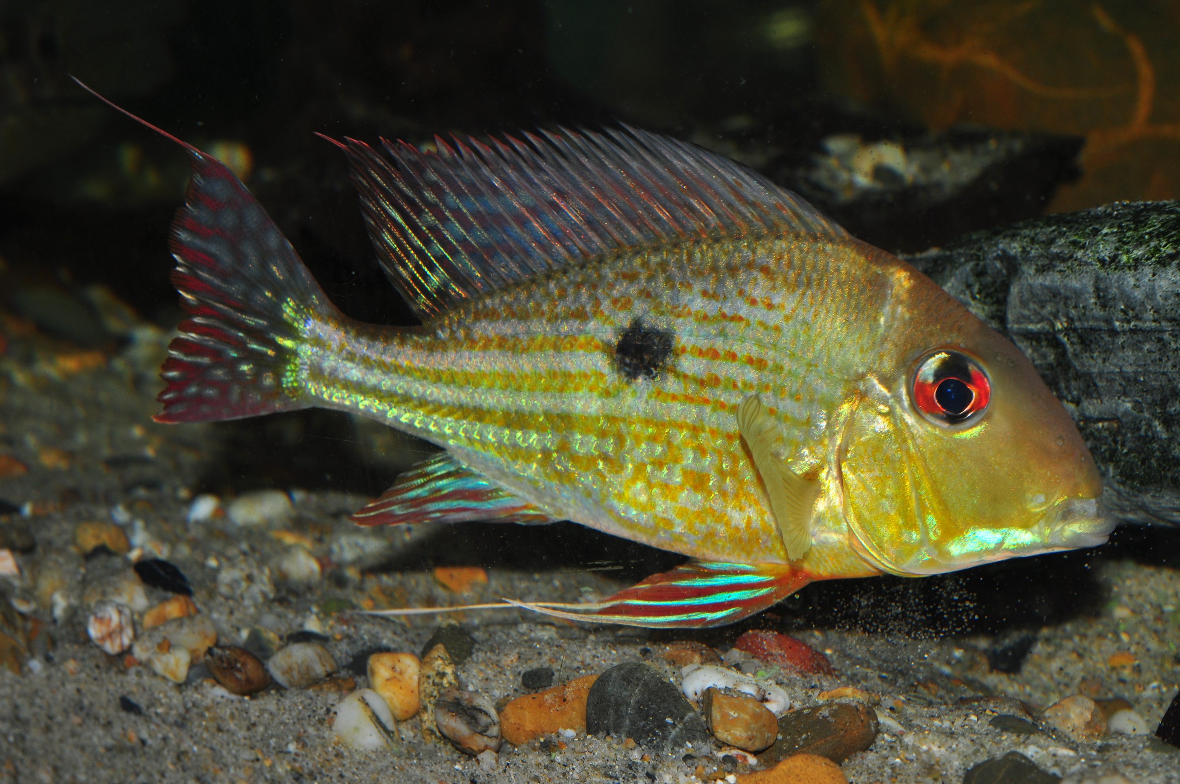 Geophagus abalios