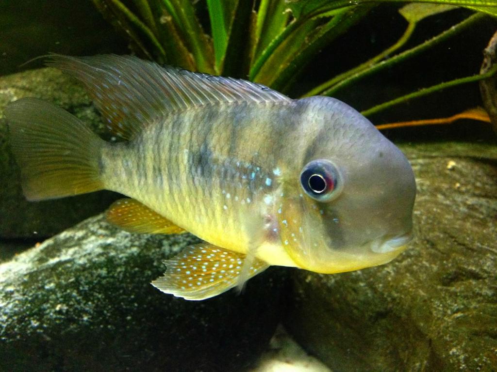 Gymnogeophagus balzanii