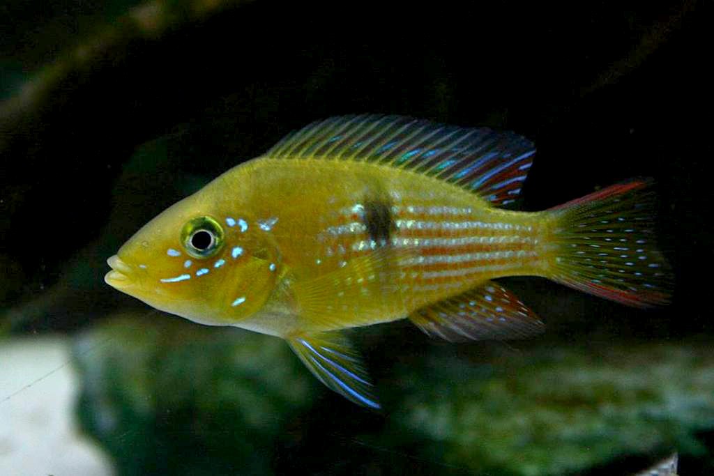 Géophage