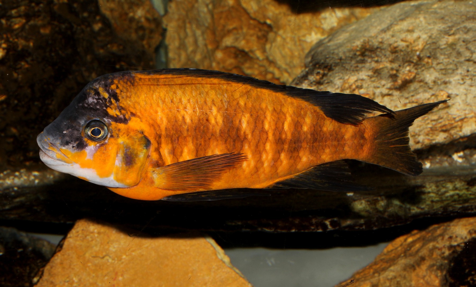 Petrochromis lisachisme