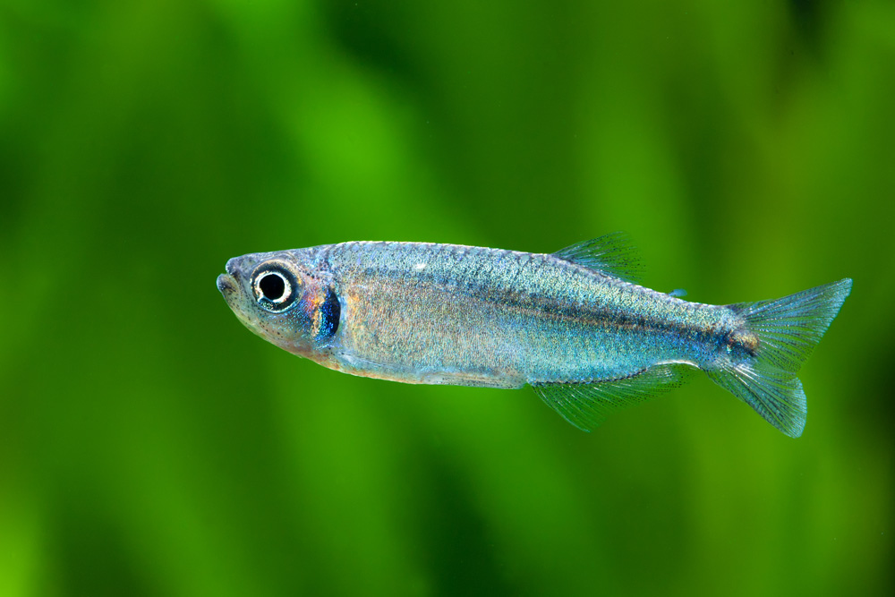Tyttocharax madeirae