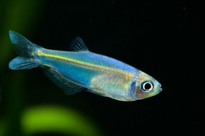 tétra colibri bleu azul Characidae