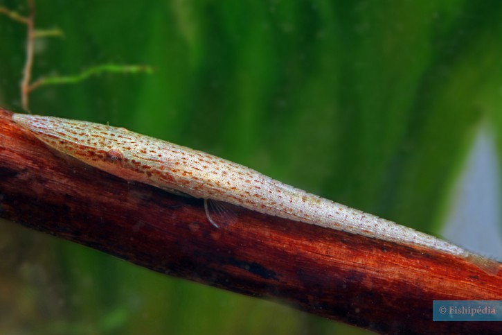 Acestridium dichromum