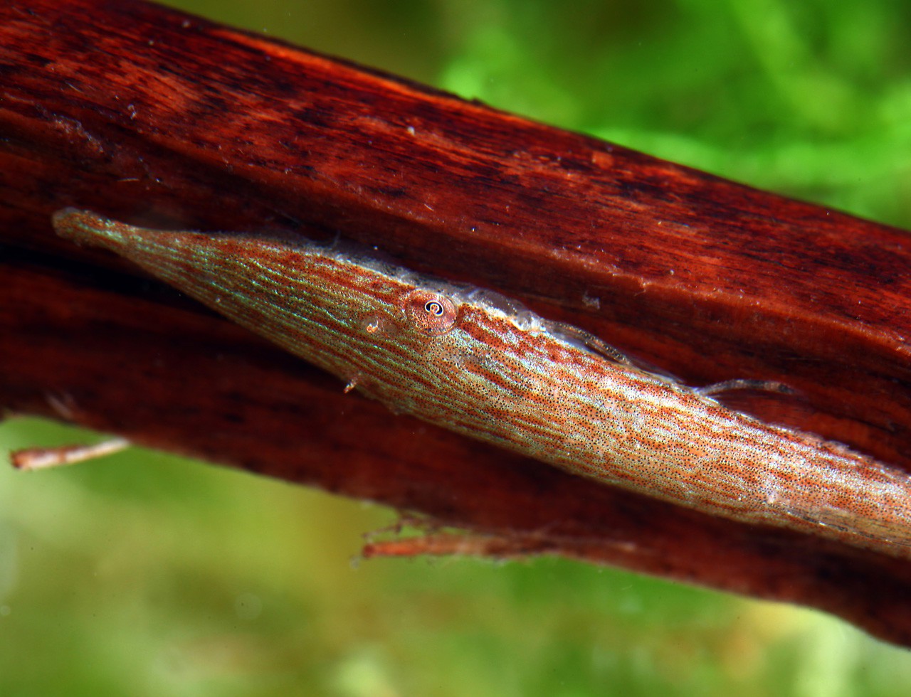 Acestridium dichromum
