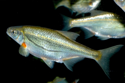 alborella di fiume Leuciscidae