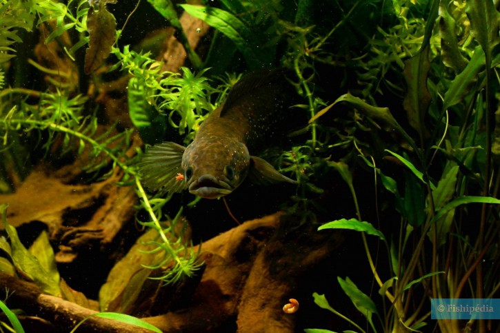 Channa asiatica