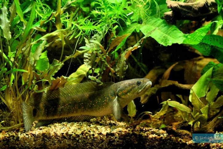 Channa asiatica