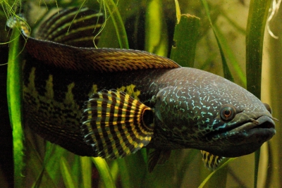 Poisson à tête de serpent