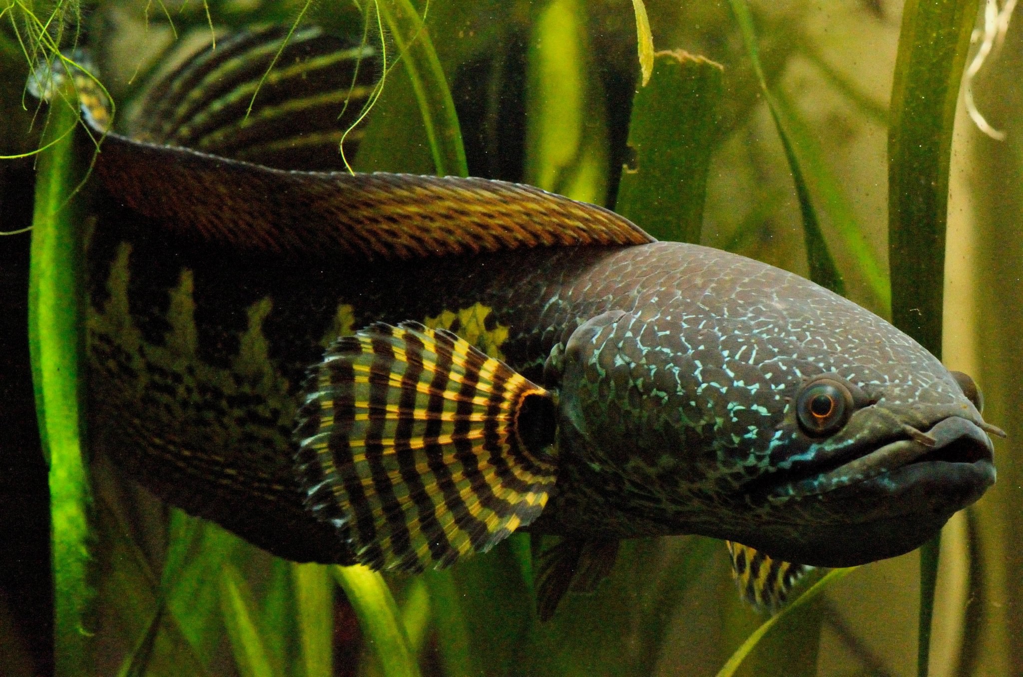 Poisson à tête de serpent