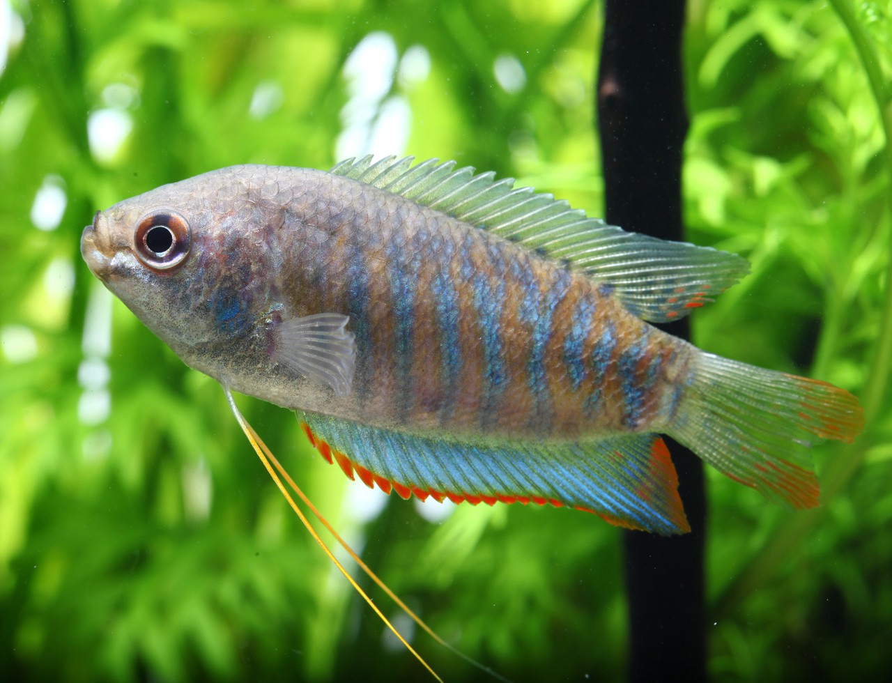 Trichogaster fasciata