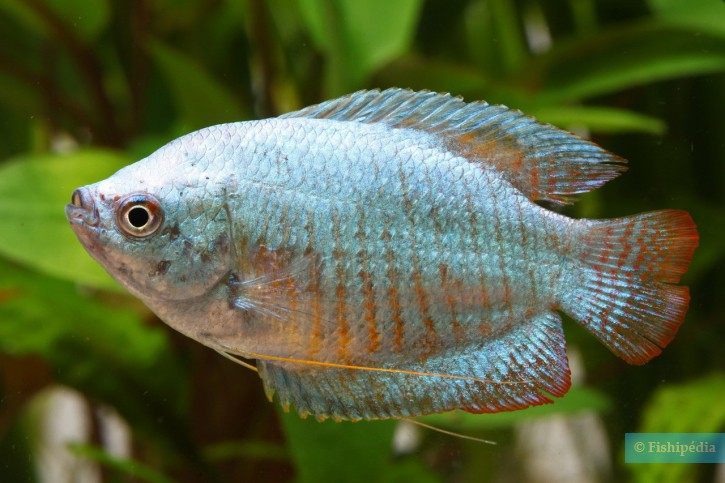 Trichogaster lalius - gourami nain