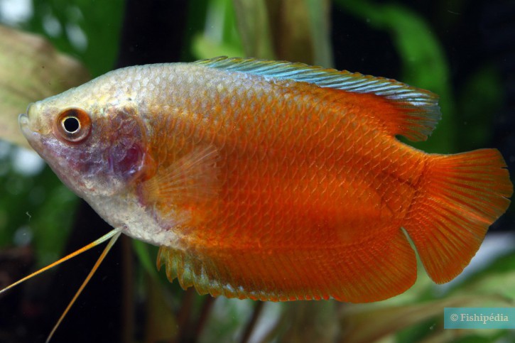 Trichogaster lalius - gourami nain