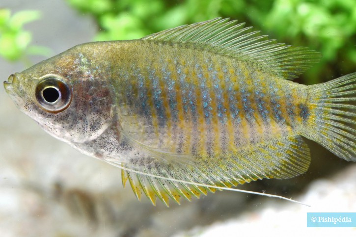 Trichogaster lalius - gourami nain