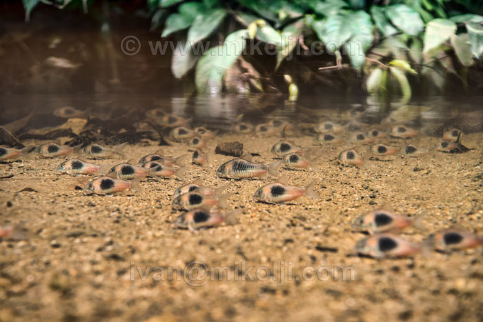 Corydoras aeneus - corydoras bronze