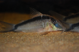 Corydoras narcissus