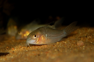 Corydoras sp. C136