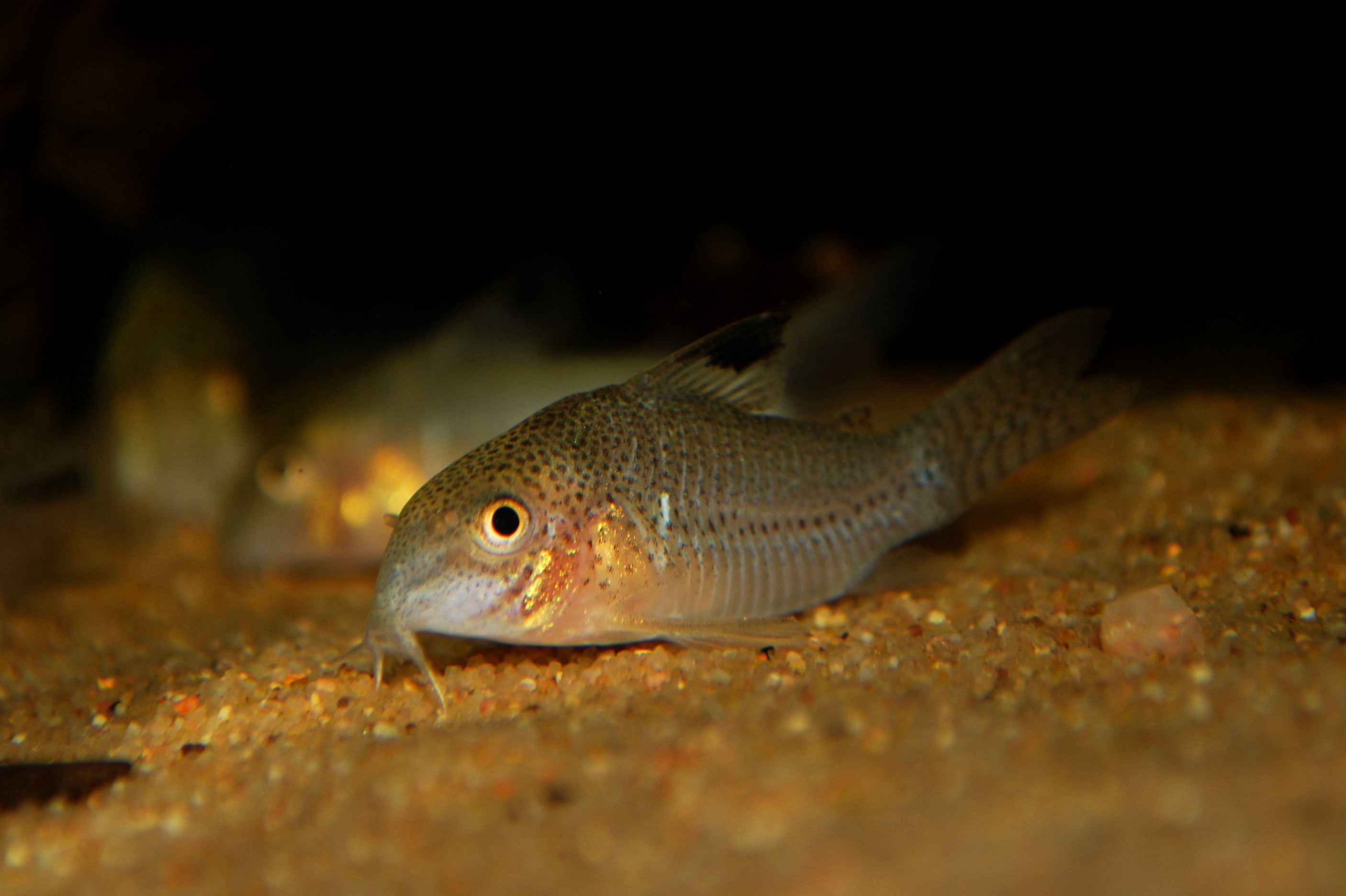 Corydoras sp. C136