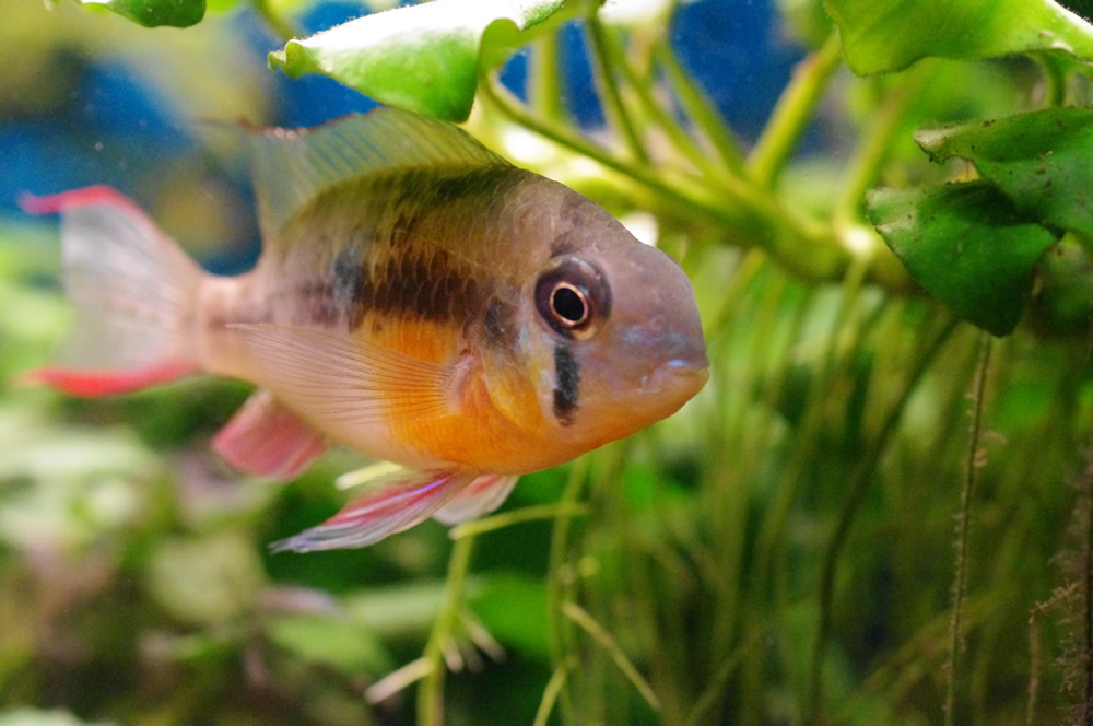 Mikrogeophagus