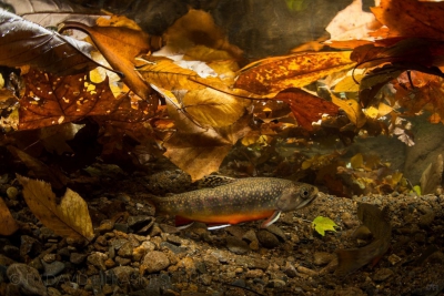 omble de fontaine Salmonidae