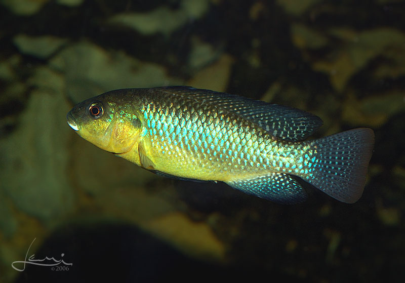 Alcolapia alcalica