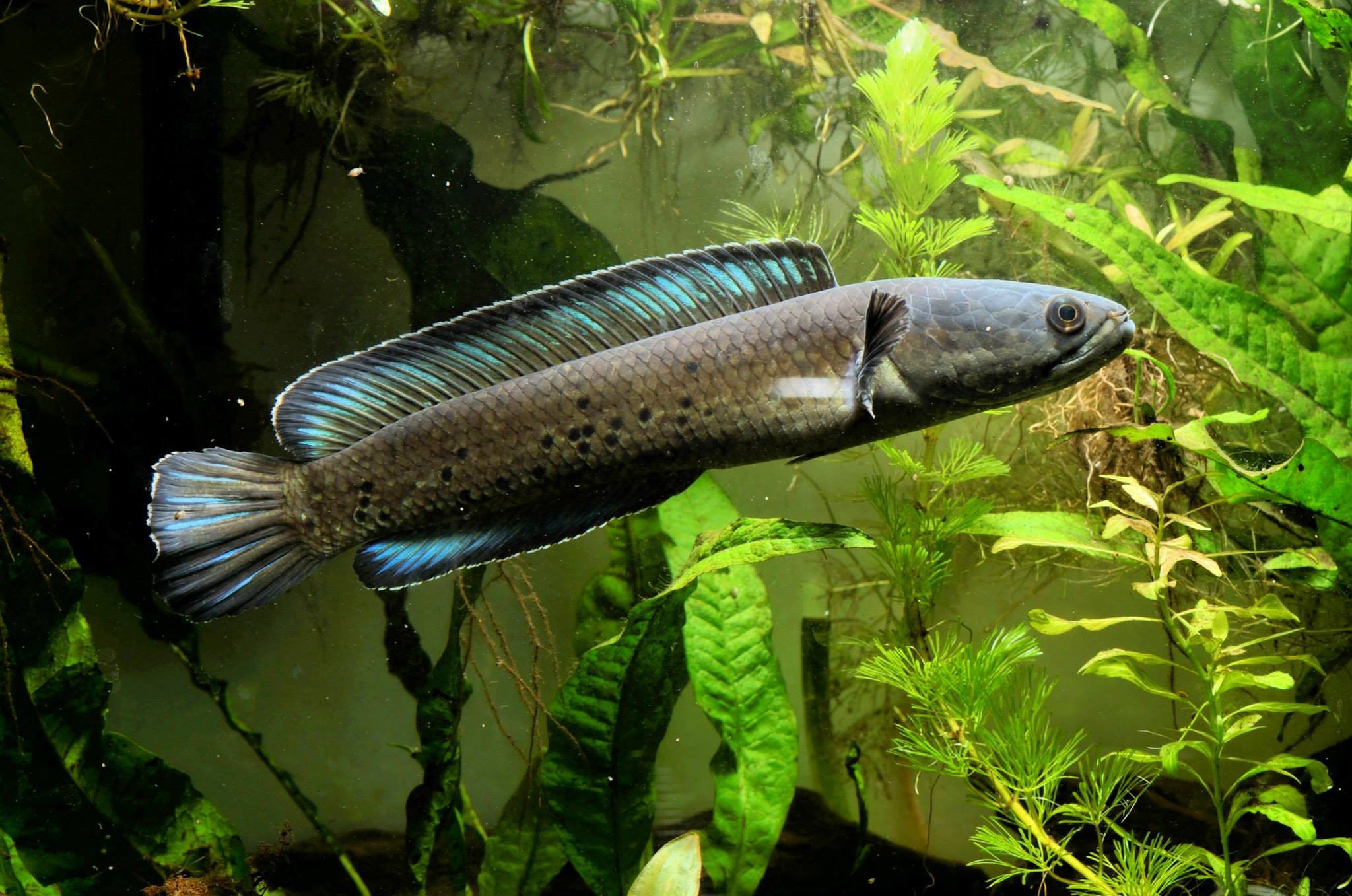Channa stewartii  sp. "Himalaya"