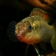 picture of Congochromis sabinae