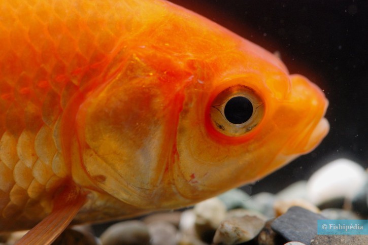 Carassius auratus - poisson rouge