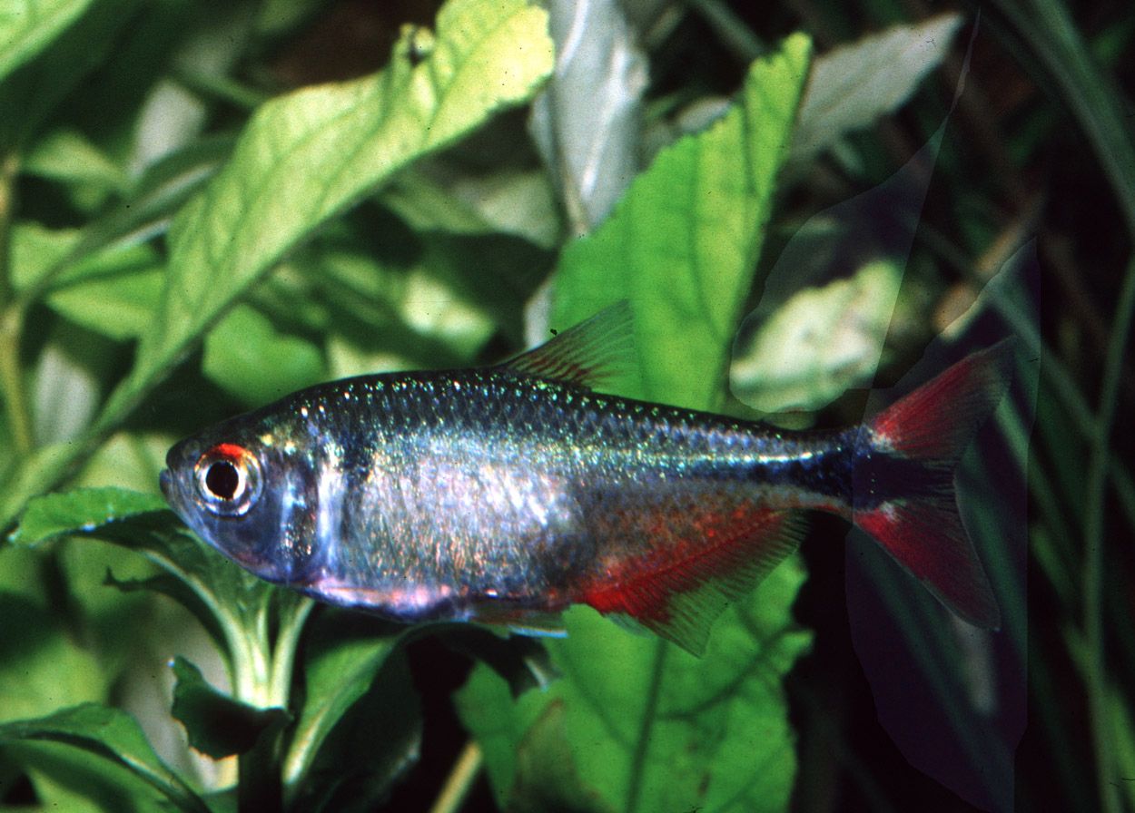 Astyanax fasciatus