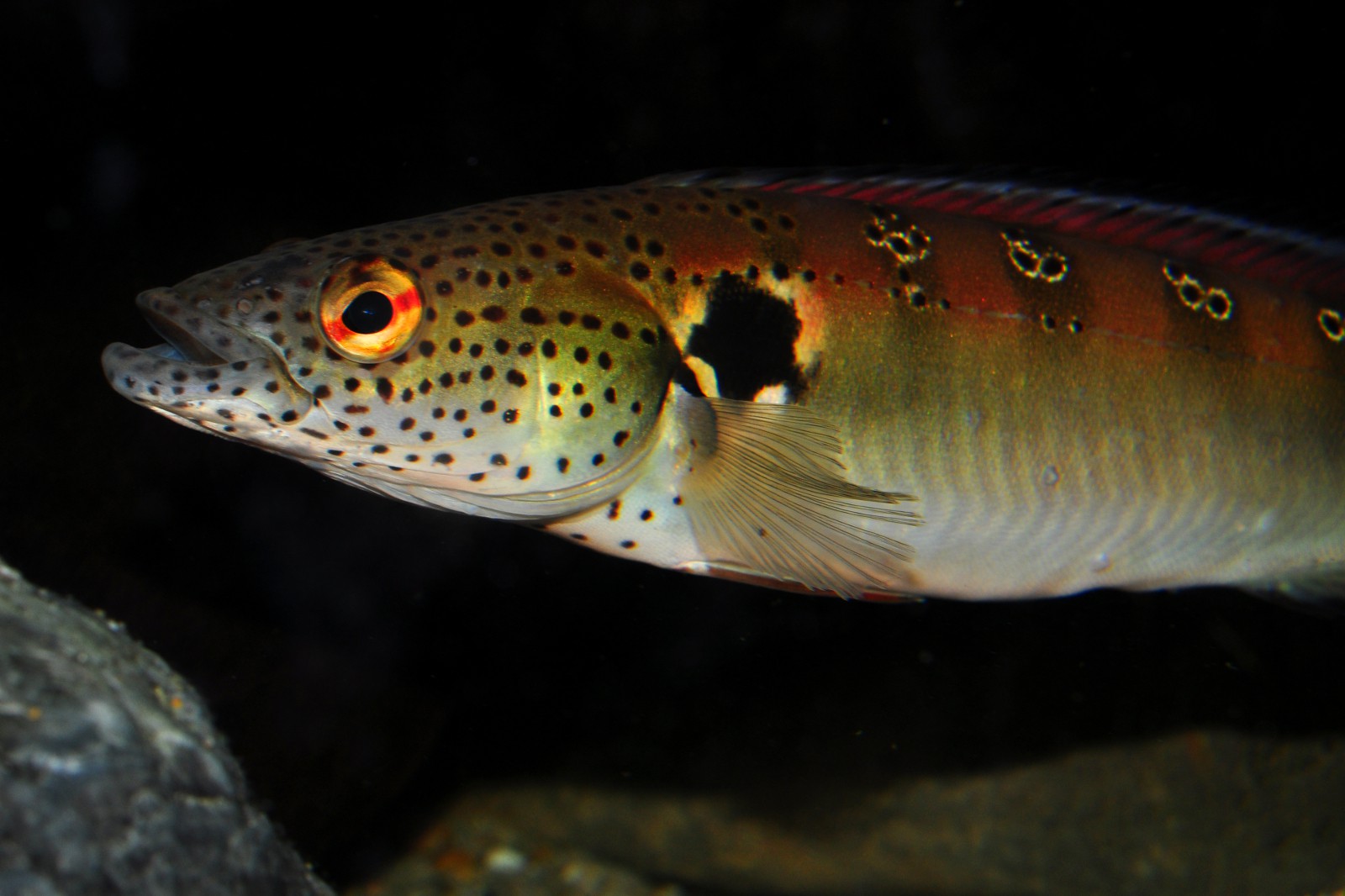 Crenicichla lenticulata