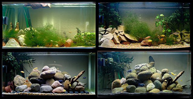 Les différents types d&rsquo;aquarium
