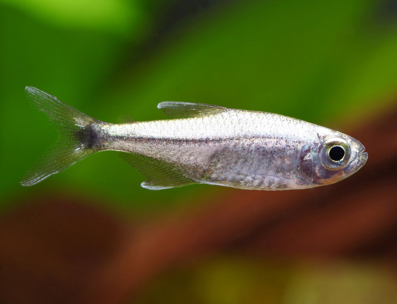 Hemigrammus rodwayi