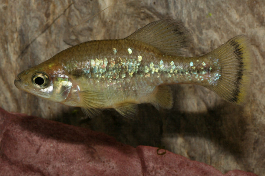 Ameca splendens