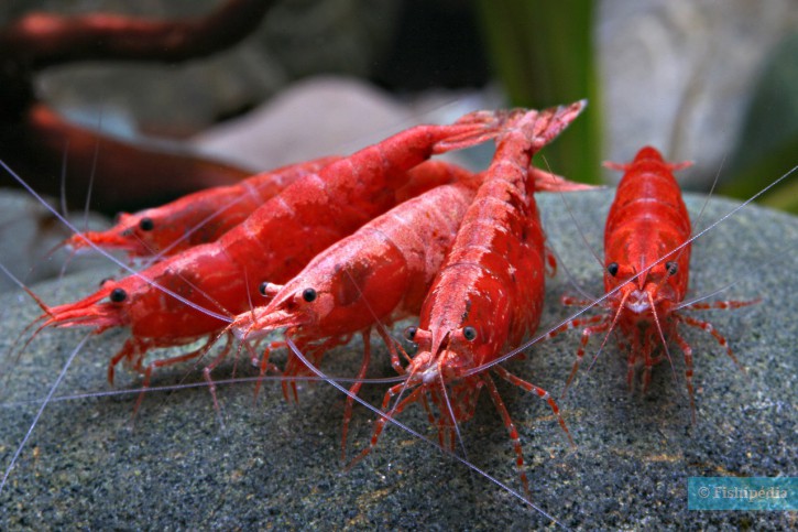 Espèce : Crevettes naines d'eau douce