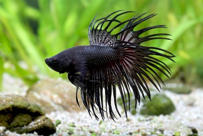 Combattant Osphronemidae