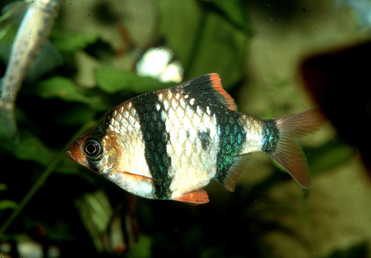 Puntigrus tetrazona