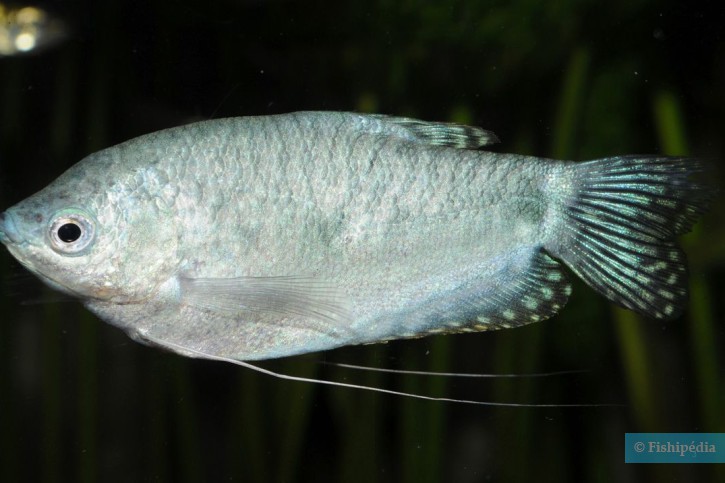 Trichopodus trichopterus - gourami bleu