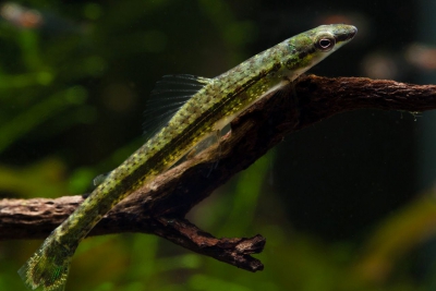 characin caméléon Crenuchidae